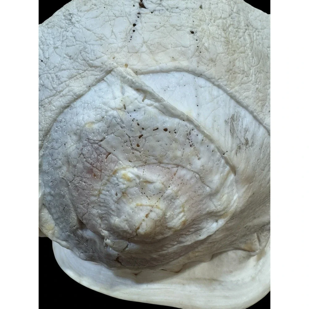 Horned CASSIS Cornuta Helmet Shell Long Lbs Large Conch